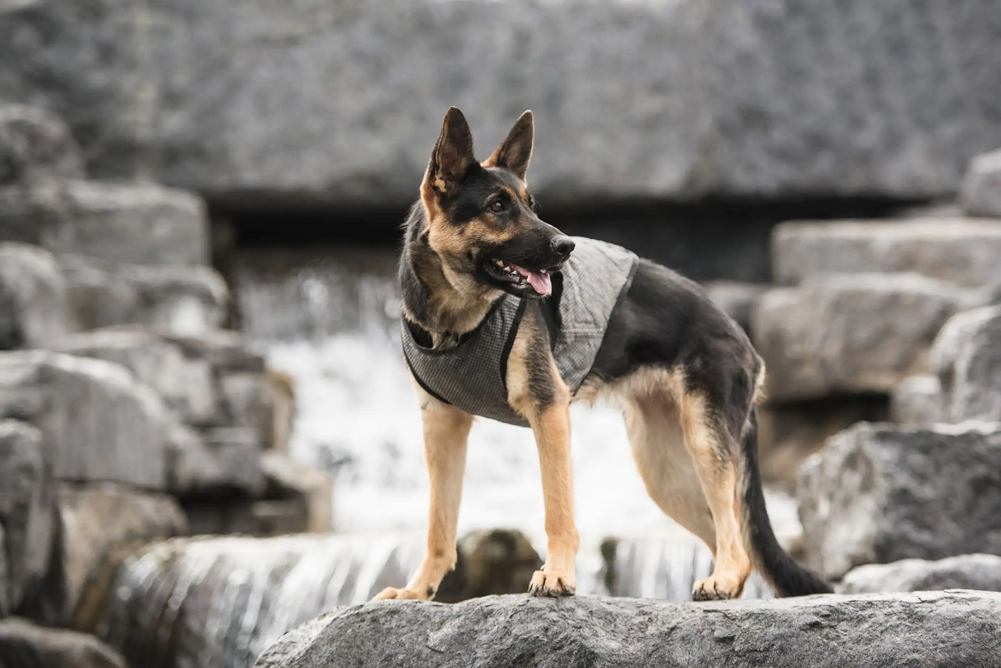 CoolPup - Dog Cooling Vest